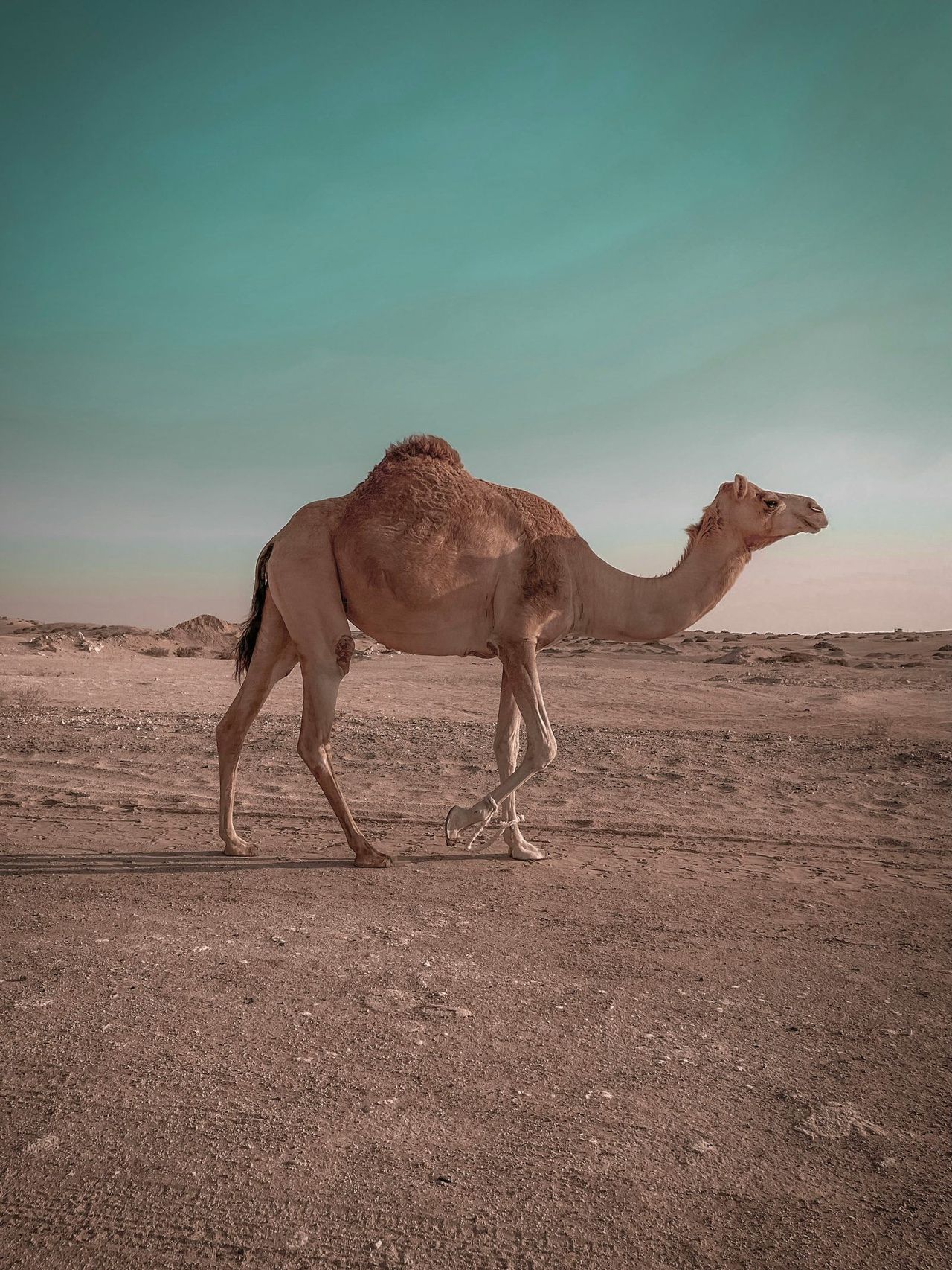 Camel Racing & Breeding — longevity science
